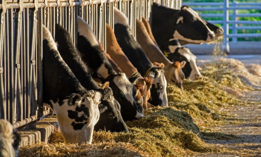 Image of dairy cows to represent how farm animal waste contributes to Nitrate in Groundwater